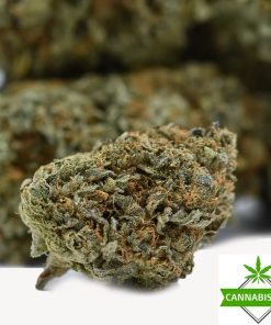 Cannabis Den — Mango Kush