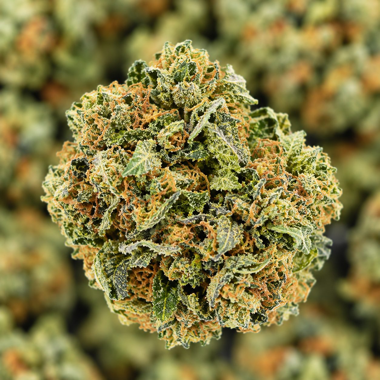 Grape Runtz- AA- ($2.14/ gram) - Image 2