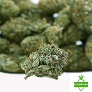 NYC Diesel