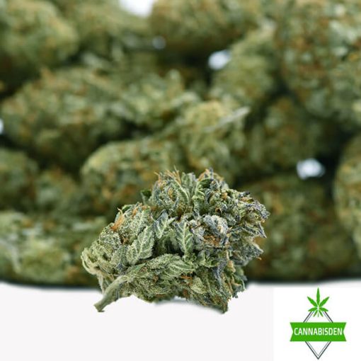 NYC Diesel - AAA