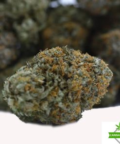 Miracle Alien Cookies - AAAA