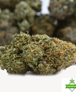 New Strain - White Widow - AAAA - Craft