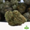white widow strain