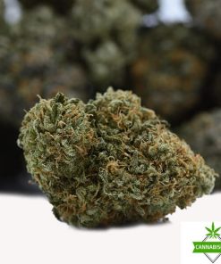 white widow strain
