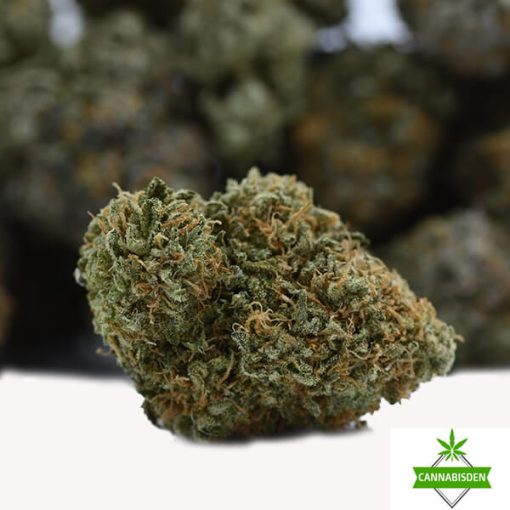 white widow strain