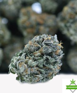 rockstar platinum weed