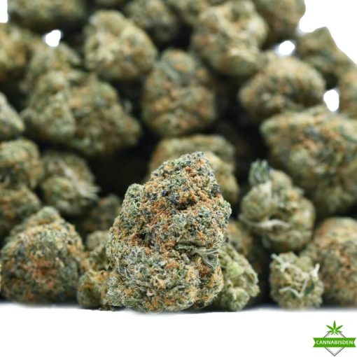 Jack herer Flower