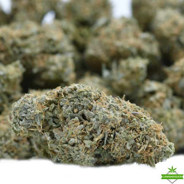 Dirty Sprite Breath flower