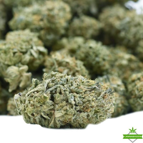 lemon weed flower