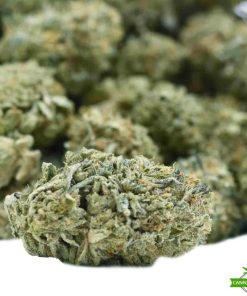 lemon weed flower