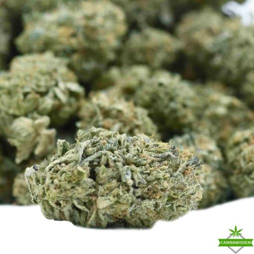 lemon weed flower