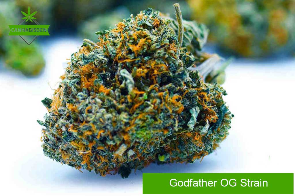 Godfather OG strain Godfather OG