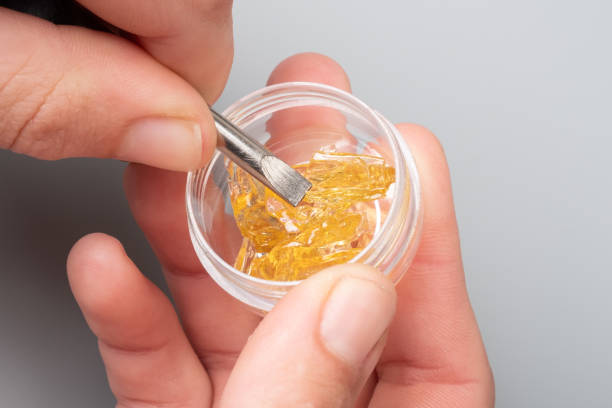 golden cannabis wax in female hands in a box, strong thc extract.