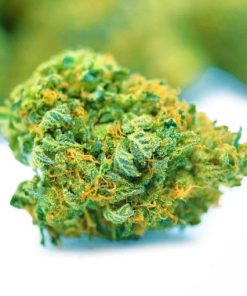 (BULK) Rockstar Master Kush - AAAA